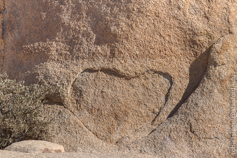 Joshua Tree